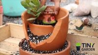 Làm tiểu cảnh sen đá đơn giản từ chậu vỡ