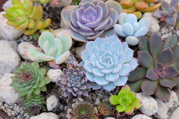 bannerheader